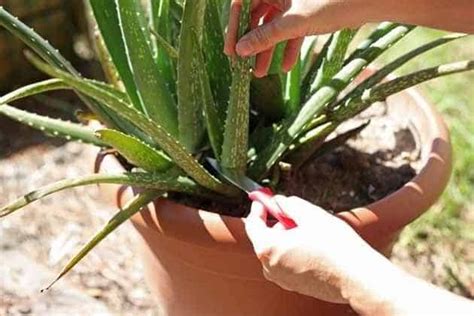 How To Cut And Replant Aloe Vera Plants Easy Steps Plants Craze