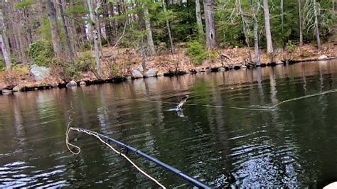 Opening Weekend Trout Pond Brook Trout Youtube