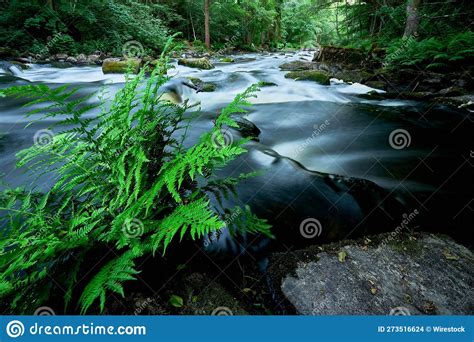 Tranquil River Surrounded By Lush Green Mossy Forests Is Pictured With