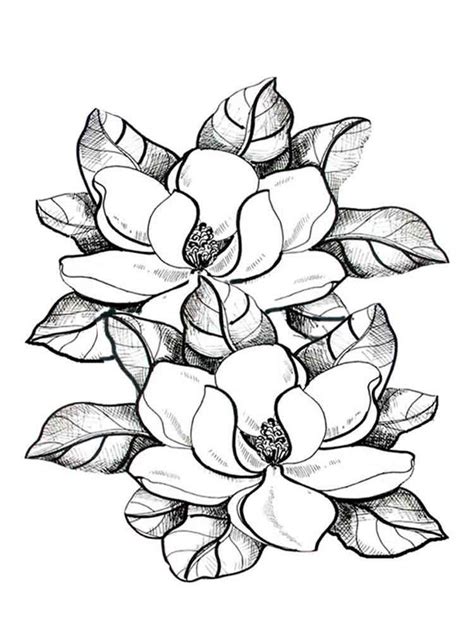 They develop imagination, teach a kid to be accurate and attentive. Magnolia Flower Coloring Pages | Flower coloring pages ...