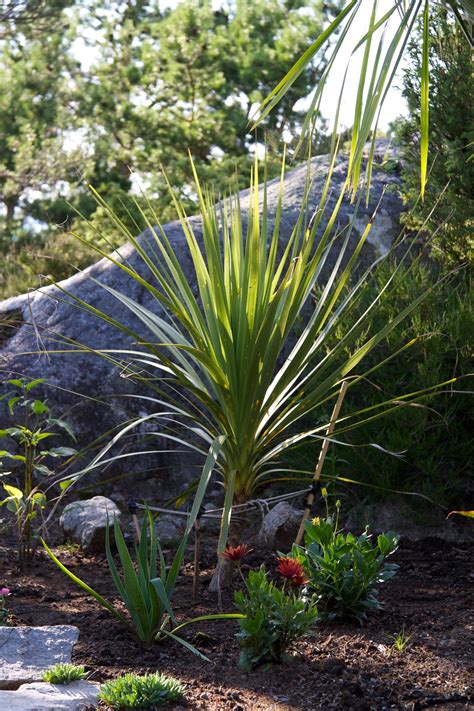 Cordyline Australis Cabbage Tree Care And Culture Travaldo S Blog