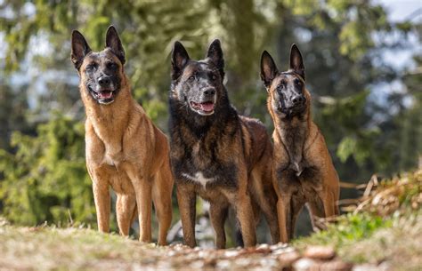Belgian Malinois - Dog Breed history and some interesting facts