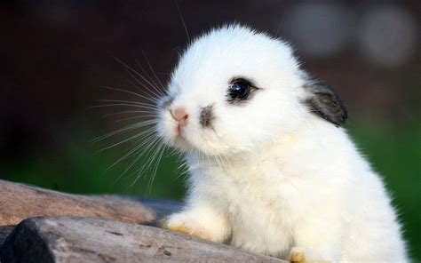 100 Cute Bunny Wallpapers