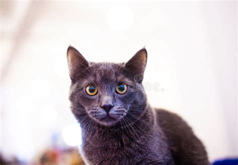 Portrait Of British Shorthair Grey Cat Embarrassed Surprised And