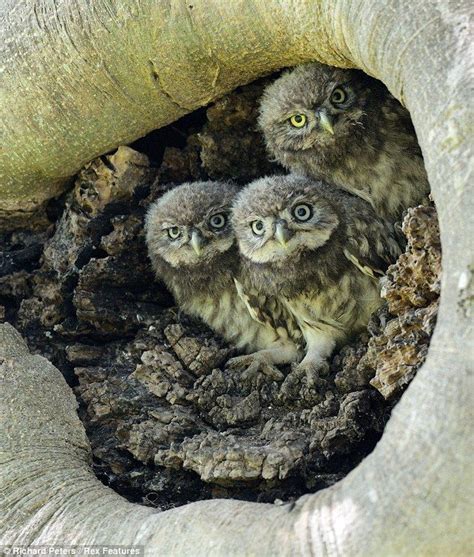 Grubs Up Adorable Photographs Show Cute Little Owls Geting Ready For