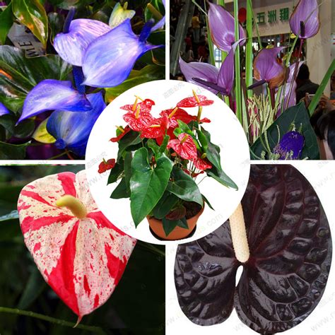 Browse our collection of more than 2,000 plants and seeds, which can be ordered directly from our favorite shops and growers. anthurium blue seed, anthurium andraeanu seeds, indoor ...