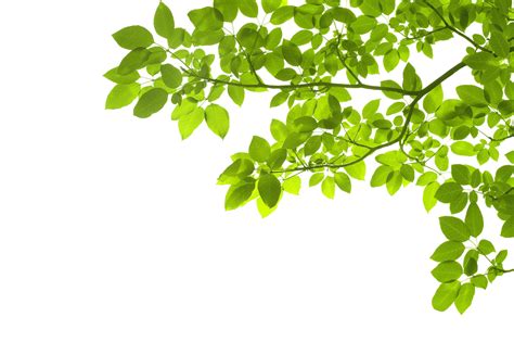 Green Leaves Picture Png Transparent Background Free