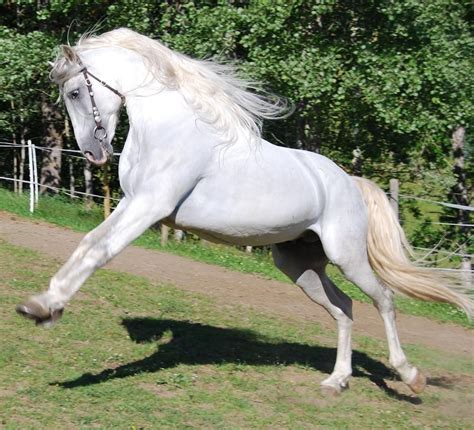 Andalusian Andalusian Horse Andalusian Horse Horses Andalusian