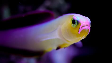Purple Firefish Reef Aquarium Pets Purple Animals Animales Animaux