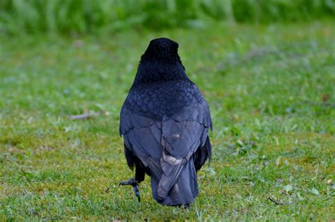 crow raven bird · free photo on pixabay