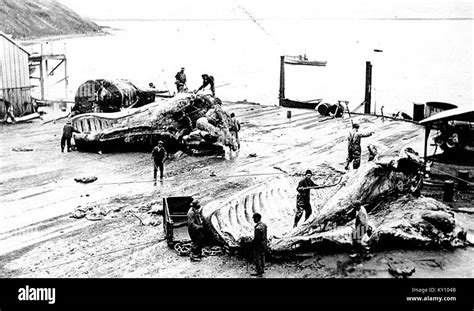 Flensing Whales At A Whaling Station Akutan Alaska Ca 1915 Cobb 75