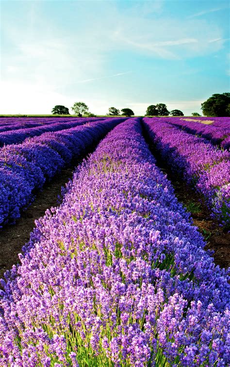 Free Download Lavender Field Wallpaper High Definition High Quality