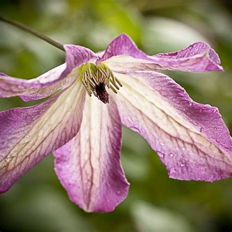 Nice 2 tone colours make it easy to see from a distance. Clematis viticella 'Minuet' (With images) | Clematis ...