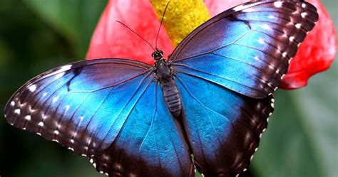 Mariposas Azules Morpho Características Y Hábitat
