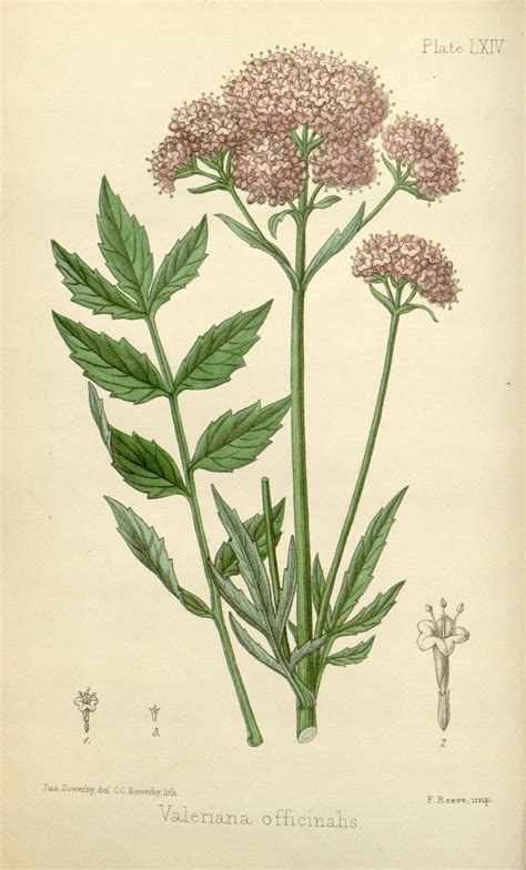 Valeriana Officinalis Illustration Circa 1853 Botanical Drawings