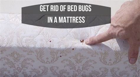 How To Get Rid Of Bed Bugs In A Mattress The Top Mattress