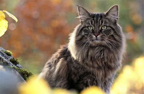 Norwegian Forest Cat Cat Breeds Information
