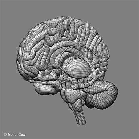 Human Brain Ultimate Motioncow