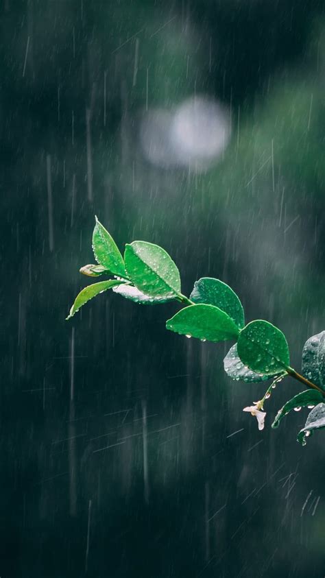 Rain Flower Flowers Leaves Premium Rose Hd Phone Wallpaper Peakpx