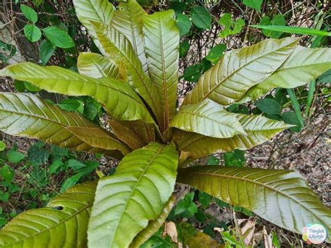 We did not find results for: 21 Wild Edible Plants in Thailand - Foraging with ...