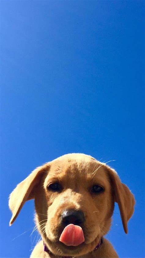 Sky Pup Cutepuppylockscreen Cute Dog Wallpaper Dog Wallpaper Dog