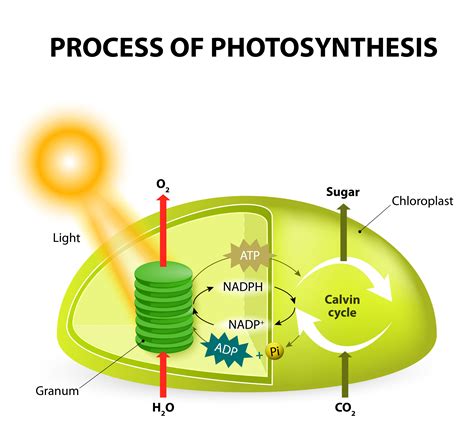 Two Stages Of Photosynthesis