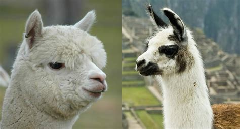 In english there is a significant difference between the uses of would and will. 6 Differences Between Llamas and Alpacas - Modern Farmer