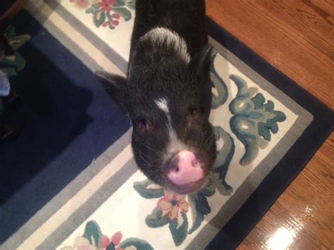 Spending Time With Our Adopted Vietnamese Pot Bellied Pig Jack Aka