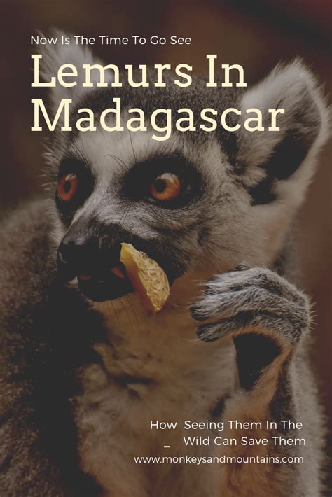 Seeing Lemurs In Madagascar In Their Natural Habitat Can Help Save This