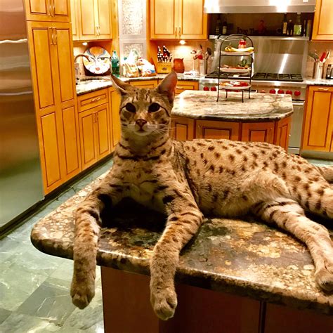This Is A Savannah Cat The Largest Domestic Cat Breed In The Usa Rpics