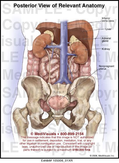 How to view anatomical labels. Medivisuals Posterior View of Relevant Anatomy Medical ...
