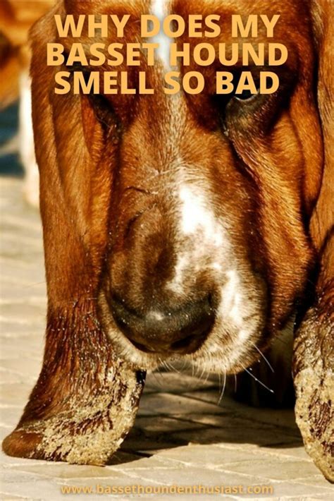 Why Basset Hounds Smell So Bad And How To Fix It Basset Hound Enthusiast