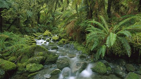 Rainforest New Zealand Rainforest