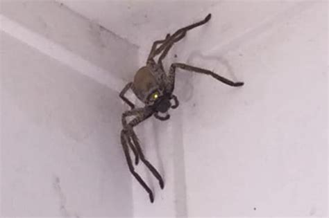 Giant Huntsman Spider Takes Up Residence Inside Womans Home