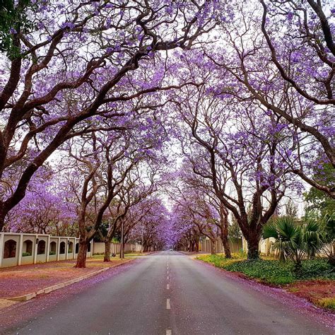 The Streets Of Johannesburg When The Jacaranda Trees Are In Bloom Oct