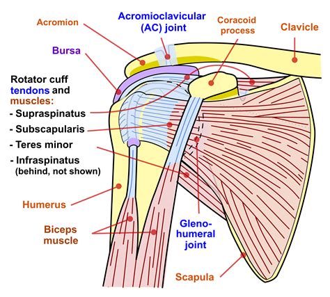 Diagram Of Shoulder Muscles And Tendons Shoulder Pain Restoralife