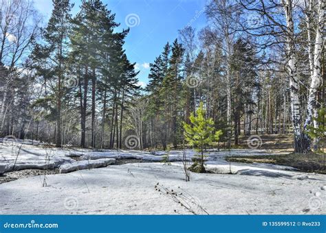 Early Spring Landscape In Forest With Melting Snow And Brook Stock