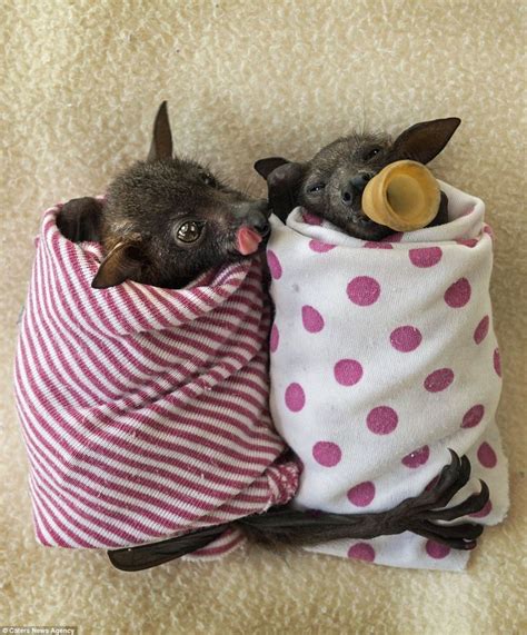 347 Best Images About Cutest Bats Ever On Pinterest