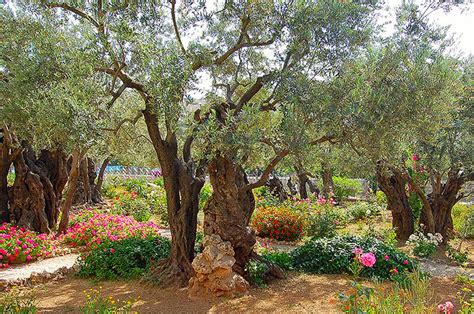 Column The Garden Of Gethsemane • Current Publishing