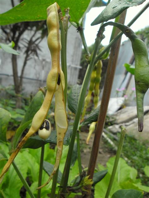 Fileblack Eyed Pea Pods On Plant In Hong Kong