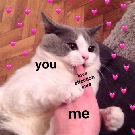30 Aesthetic Cute Cat Heart Meme