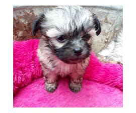 Forever love puppies pet stores in miami, aventura & pembroke pines, florida is your #1 location to adopt puppies for sale. 2 Shichon Teddy Bear Puppies rehoming in Monticello ...