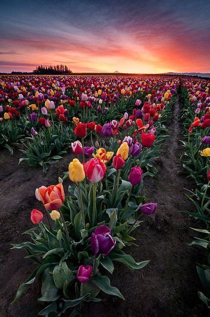 Tulip Field Oregon Pictures Photos And Images For Facebook Tumblr
