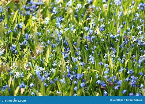 Wild Blue Flowers Stock Image Image Of Herbs Colorful 59784635