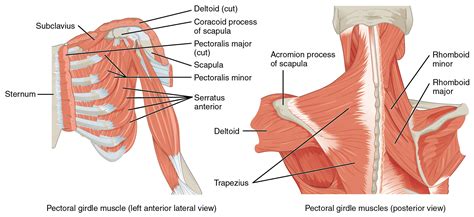 But thinner behind, where it covers the gastrocnemius. Anatomy & Physiology: Muscles of the Pectoral Girdle and Upper Limbs - VOER