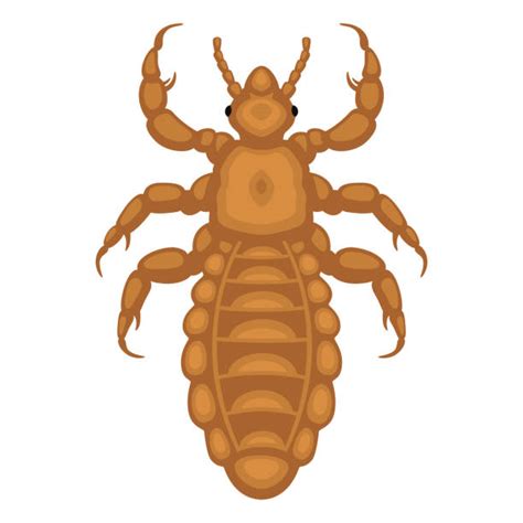 Lice Illustrations Royalty Free Vector Graphics And Clip Art Istock