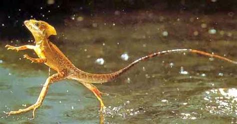 Covering about 40% of south america, the amazon contains 1.4 billion acres of dense forests, half of the planet's remaining tropical forests, 4,100 miles of winding rivers and 2.6 million square miles in the amazon basin. Amazon Rainforest Animals