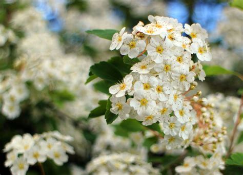 Free Images Snow Ball Snowball White Flower Round Bush Flowers