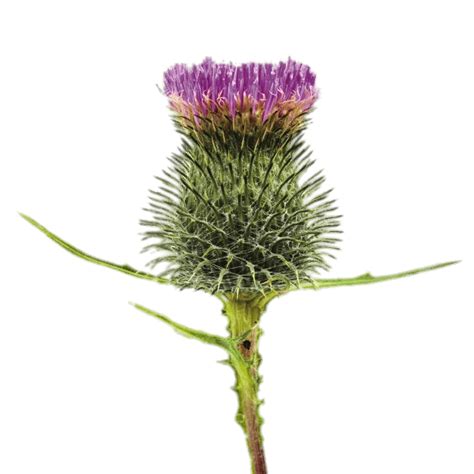 Blossoming Thistle Transparent Png Stickpng