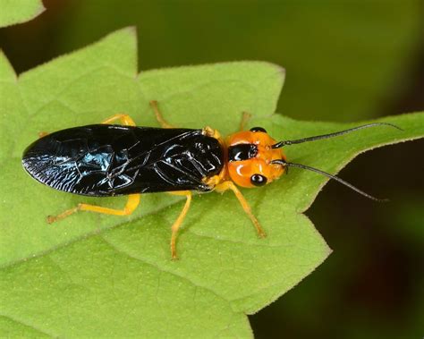 Sawflies Horntails And Wood Wasps Flickr